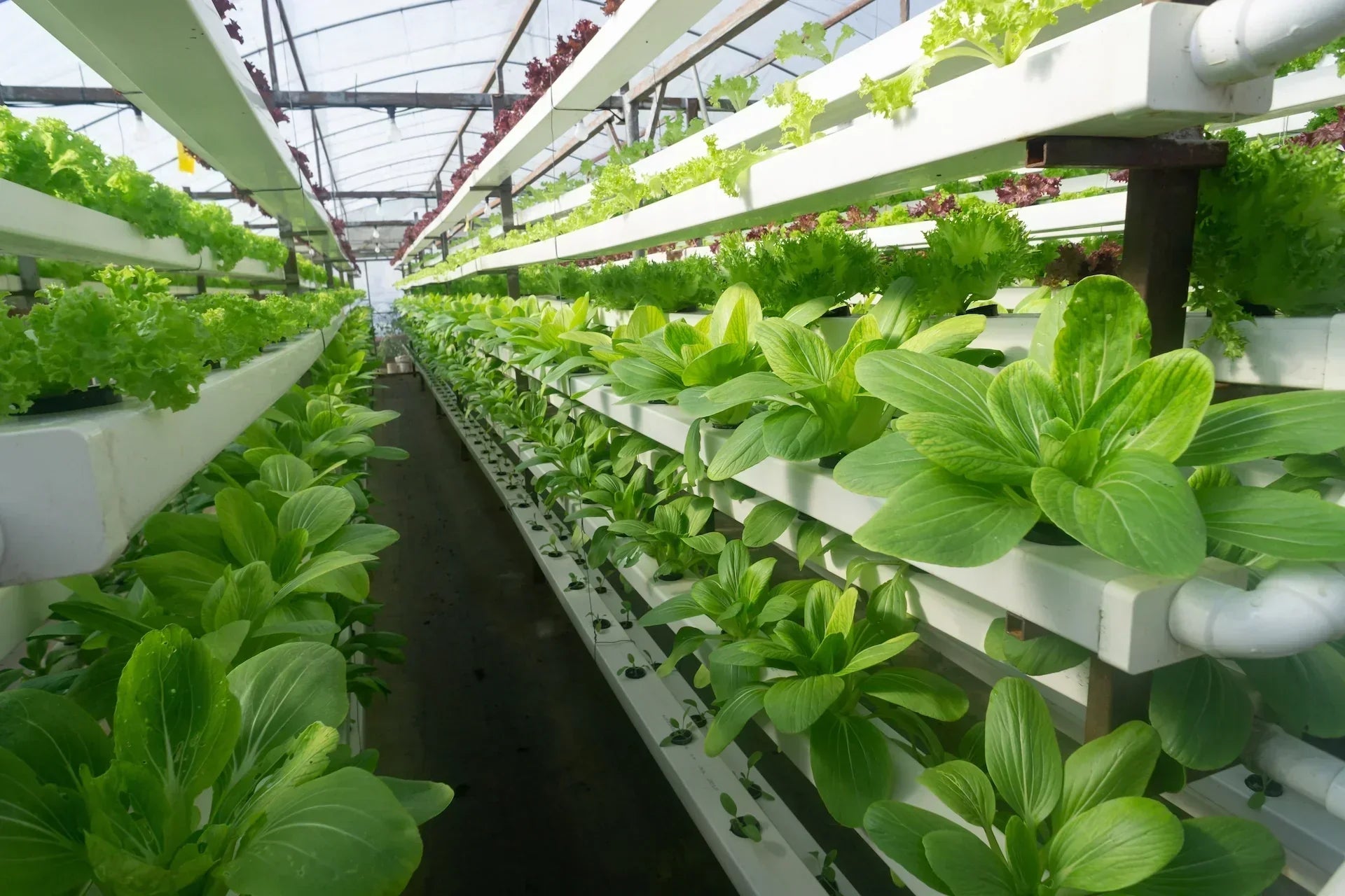 Qatar Startup Develops Hydroponic Technology for Desert Agriculture