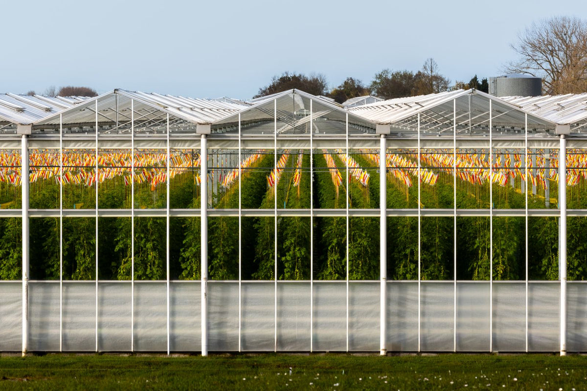 Rows of tomato plants growing inside a modern commercial greenhouse