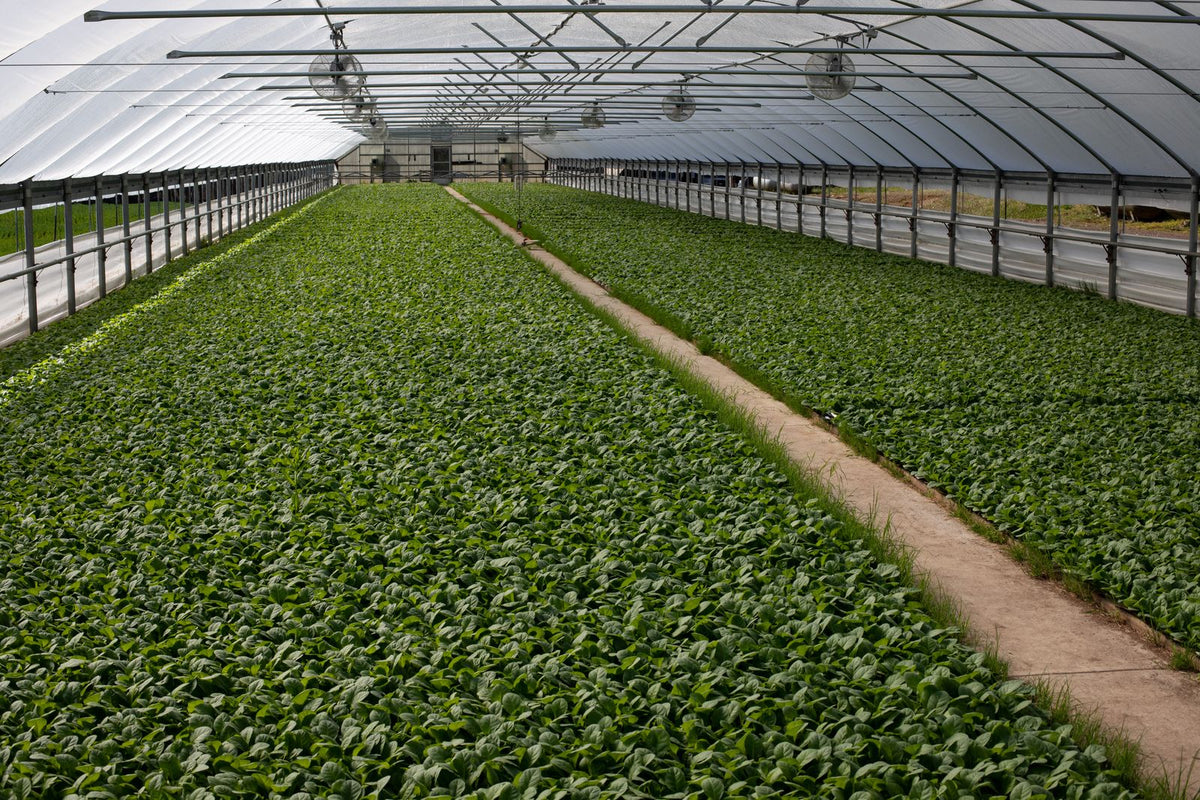 Rows of leafy green crops growing inside a climate-controlled greenhouse