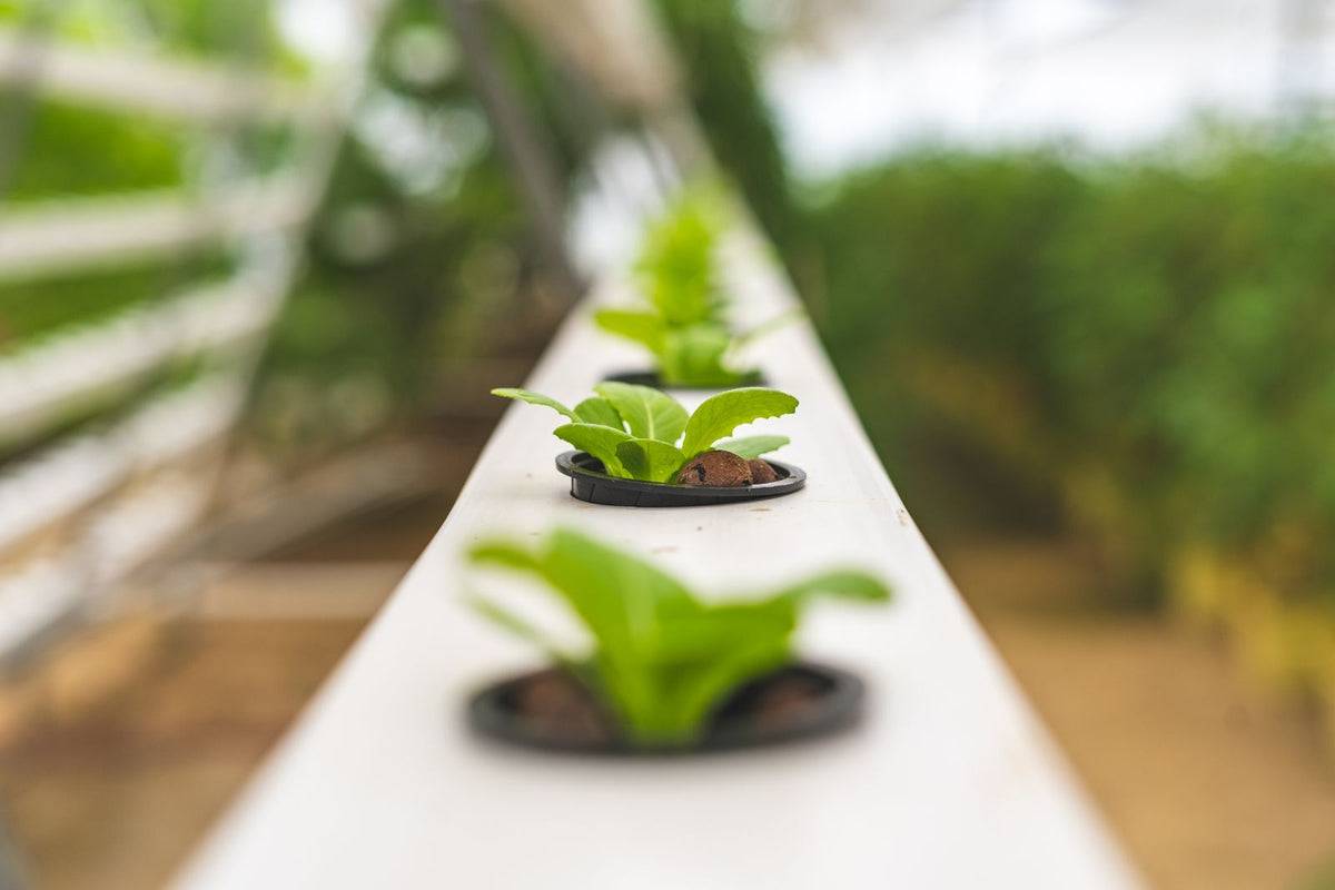 Close-up of hydroponic lettuce plants growing in a greenhouse