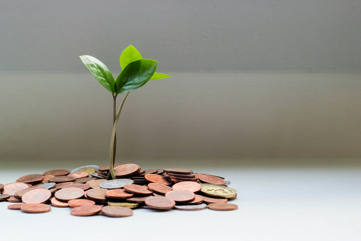 A small green plant sprouting from a pile of coins, symbolising early-stage investment and growth